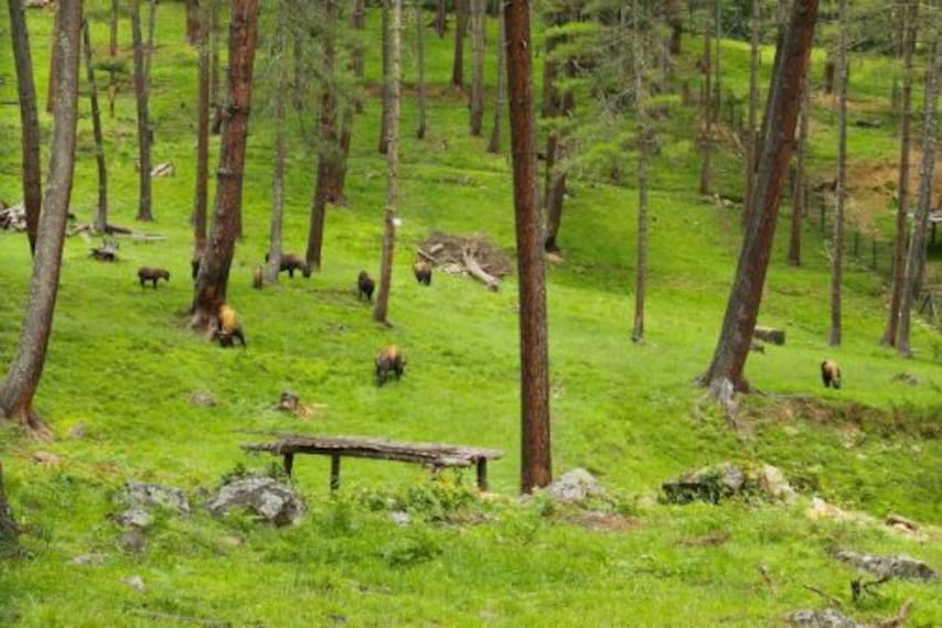 Motithang Takin Preserve_5